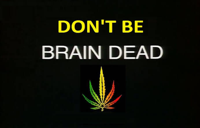 marijuana brain dead