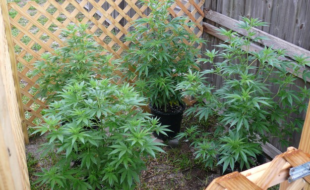 marijuana plants x 4