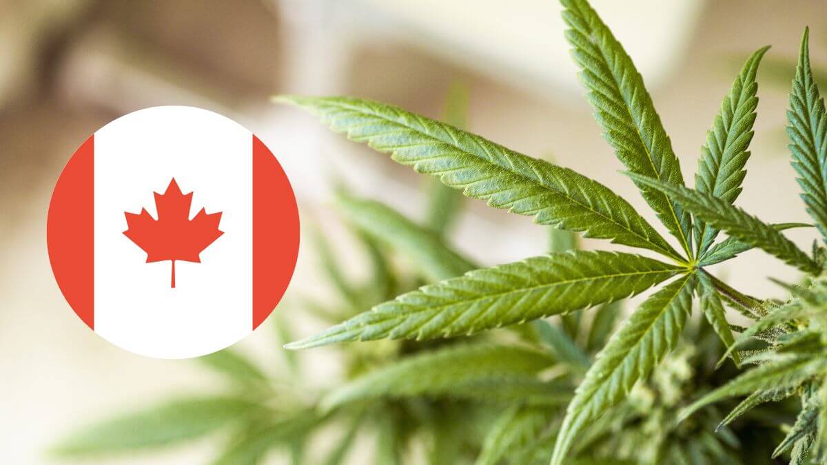Canada dope legalisation