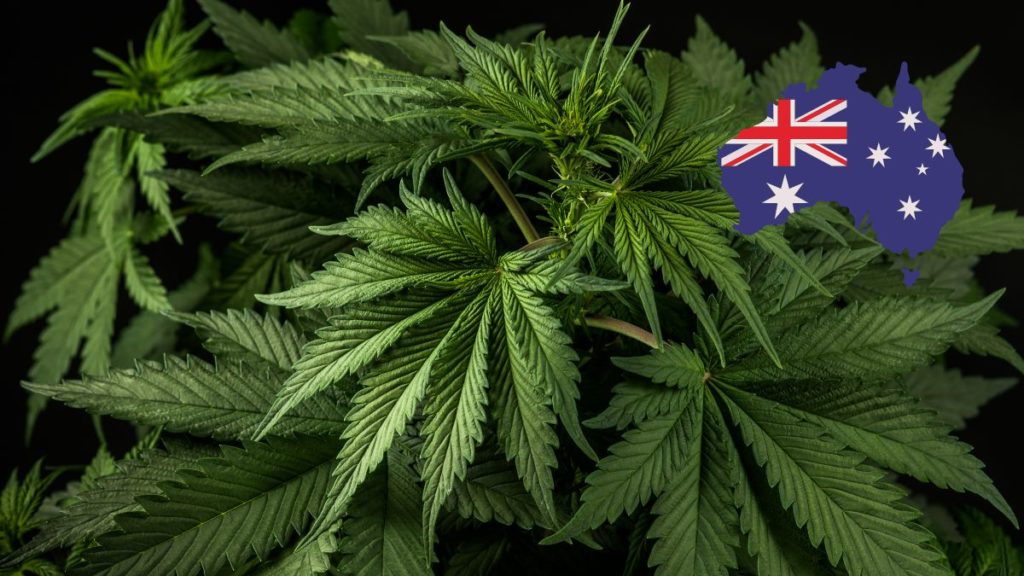 cannabis consumption australia