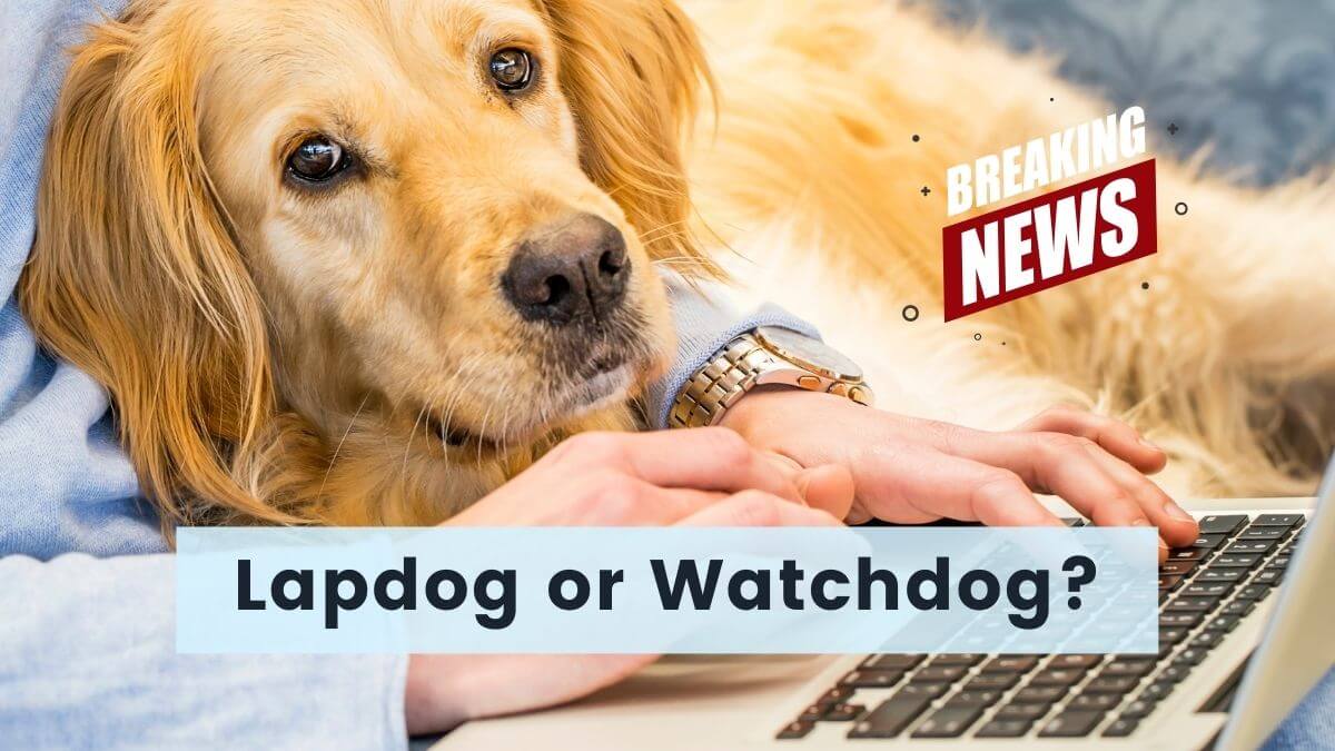 Lapdog or Watchdog