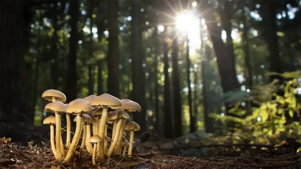 Mainstream media's madness on magic mushrooms