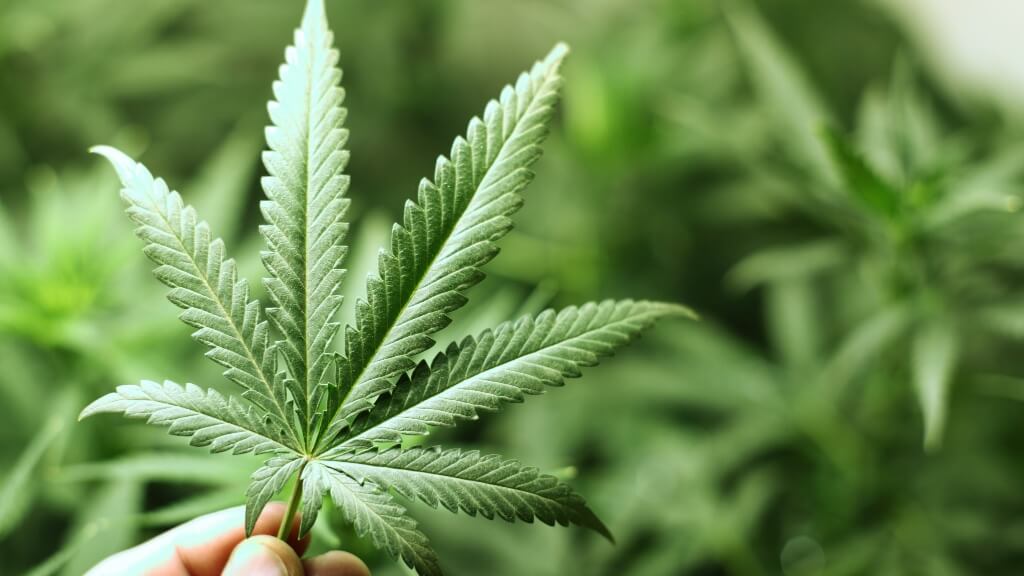 USA study finds adolescent cannabis use linked to slower cognitive development